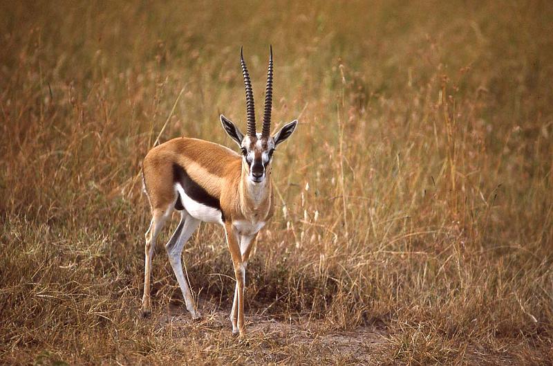 WT 1400 194-08 Kenya.jpg